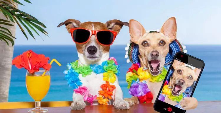 国内首家宠物专属保税仓投入使用,这个市场会火吗?